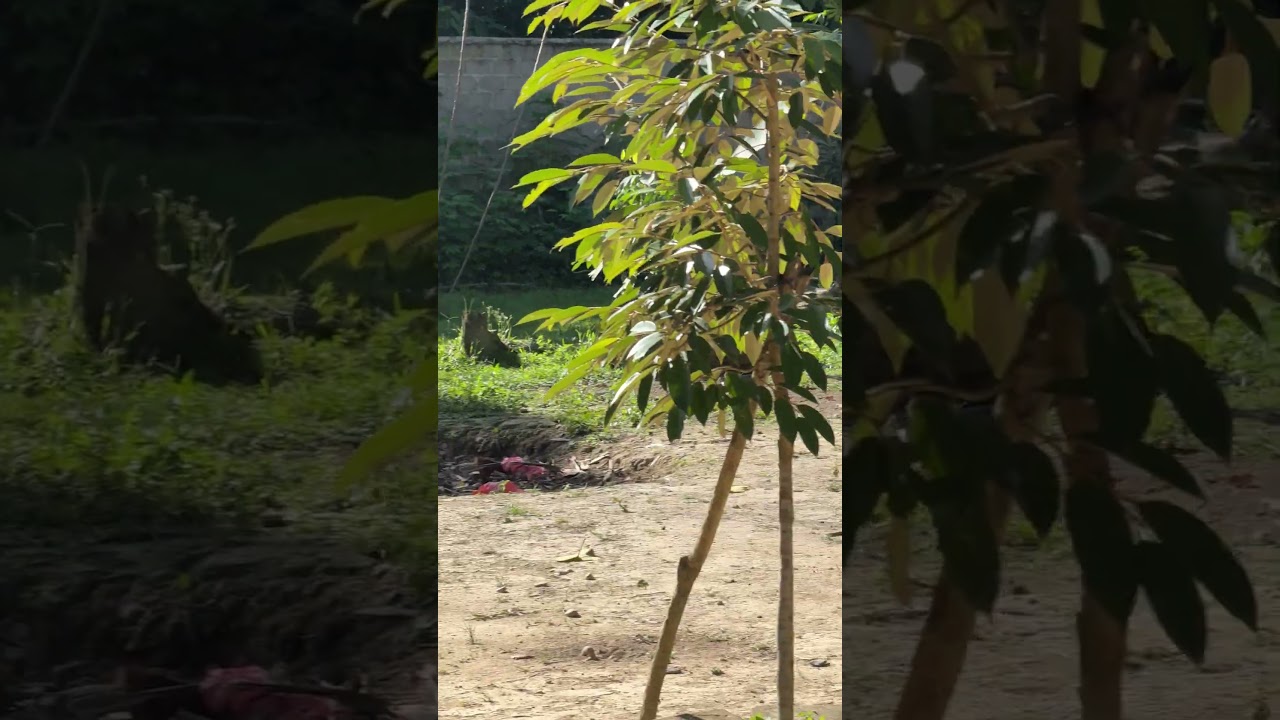Situasi kandang pagi ini #birds #kandang #nature #ternakan #ternak #animals #ayam #kandangbebek