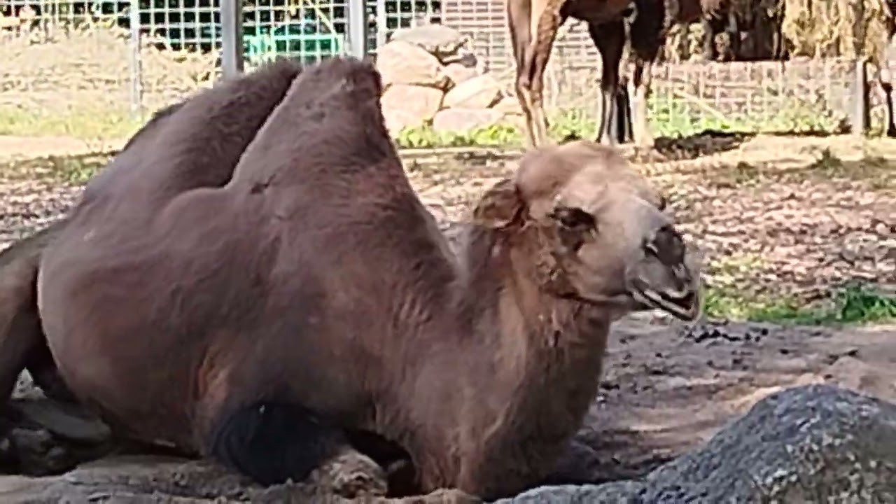 Lietuvos zoologijos sodas. Kaunas 2024 09 19 (naujasis)