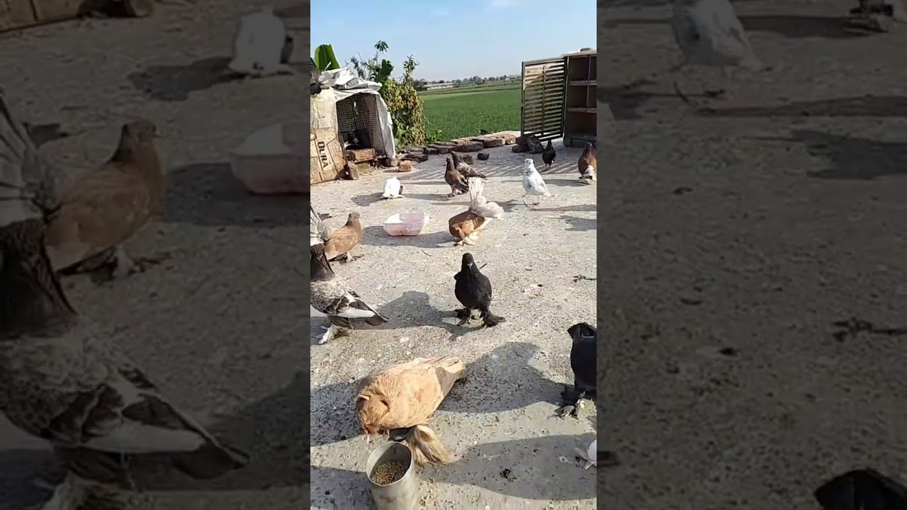 live giveaway 💯 10k subscriber pe 