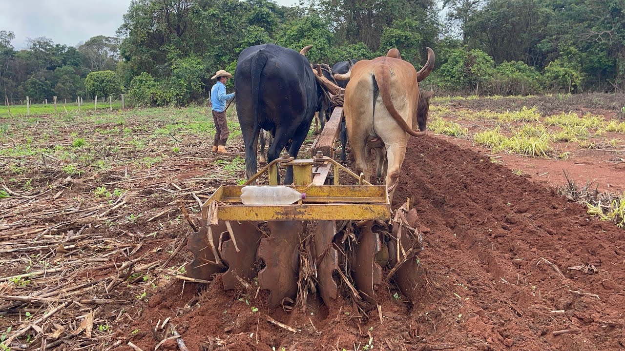 NARREI O NOSSO TRABALHO COM A GRADE DE BOIS