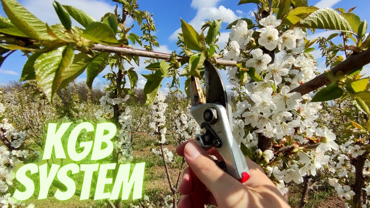 How to prune cherry in bloom KGB