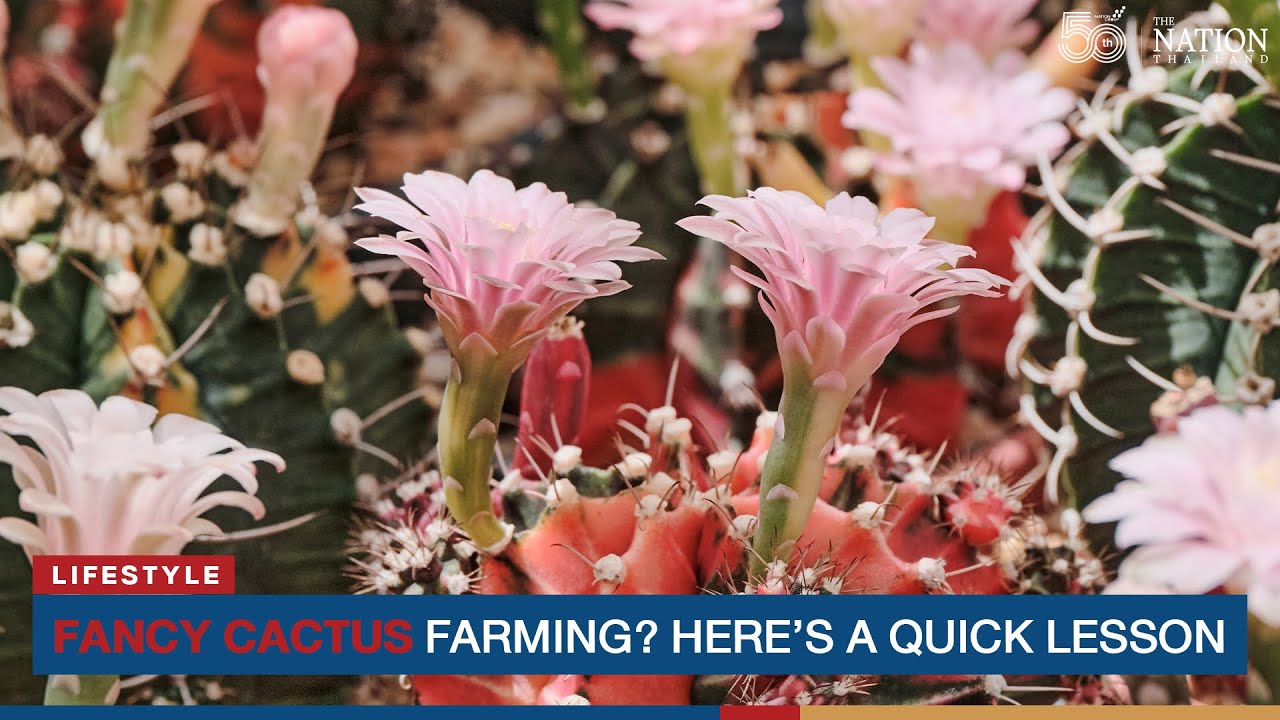 Fancy cactus farming? Here's a quick lesson | The Nation Thailand