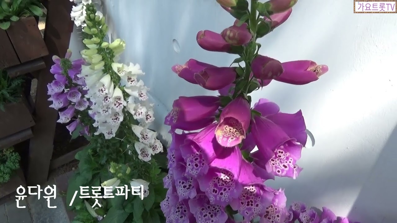 윤다원   트롯트파티  영상제작 가요트롯tv  홍재종  감독 미디어 주노 성남지사