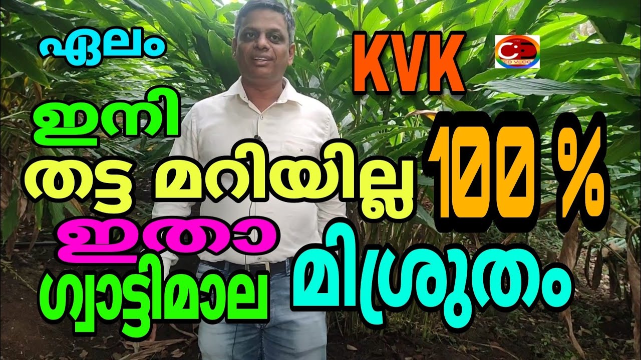 ഏലം ഇനി  ഒരിക്കലും തട്ട മറിയില്ല 100 % / ഇതാ ഗ്വാട്ടിമാല മിശ്രുതം / #cdvlog / #cardamom /
