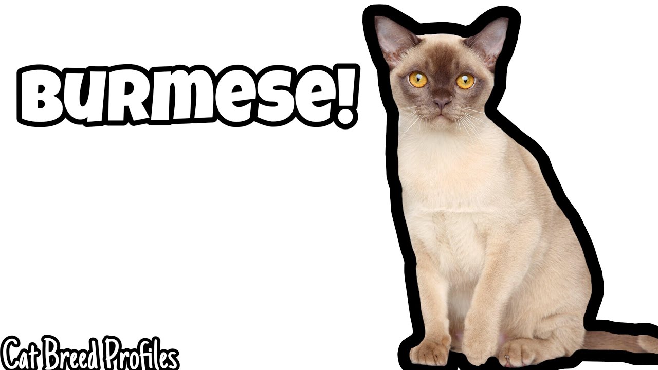 Burmese! -Cat Breed Profile-