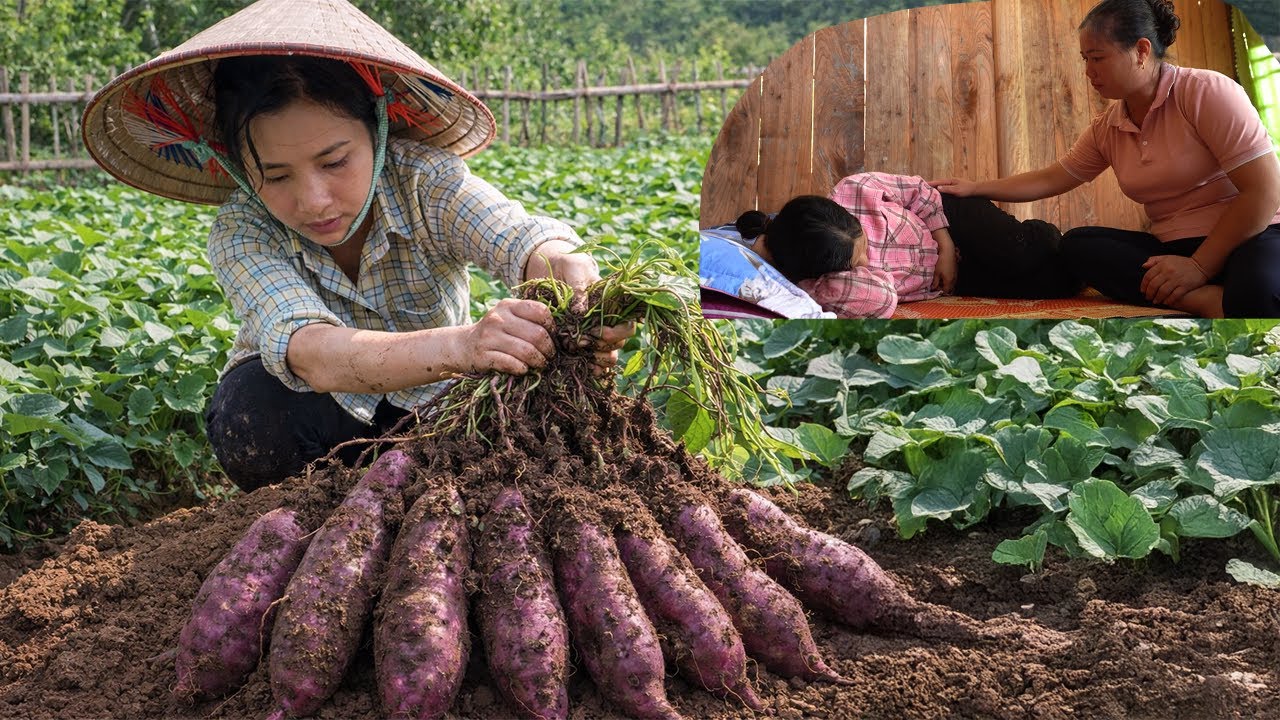 Linda Harvests Sweet Potatoes And Cooks – CEO Quang Goes Missing And Linda Falls Seriously Ill
