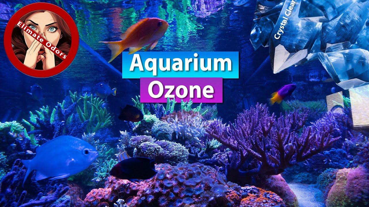 Aquarium Ozone - Smell Remover, Crystal Clear water and rid Toxins?!!