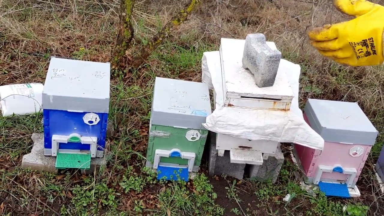 Arı ölümleri neden olur. Kovan nasıl kontrol edilir. 04/02/2023 #arıcılık #bee #beekeeping #varroa