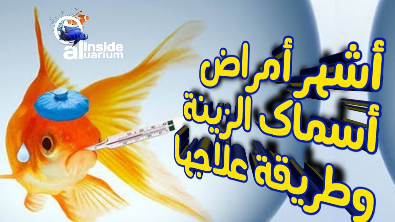 اشهر أمراض أسماك الزينة وطرق الوقاية والعلاج