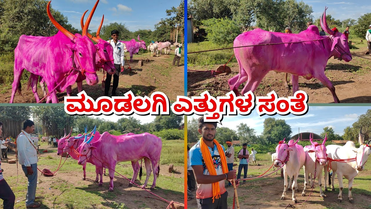 ಮೂಡಲಗಿ ಎತ್ತುಗಳ ಸಂತೆ 🔴21/09/2025|| Mudalagi bailbajar on everySunday #cattlesmarket #khilaribailjodi 