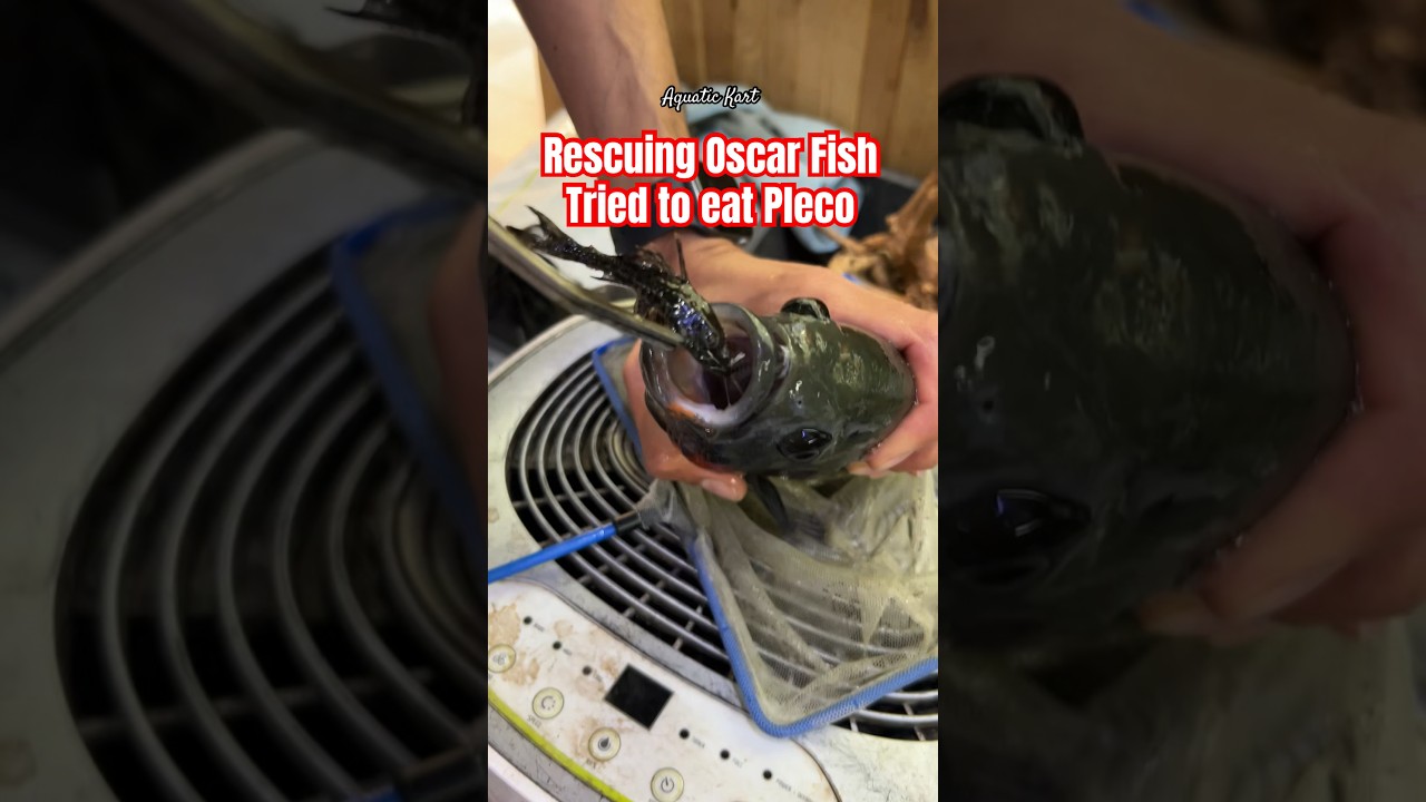 Rescuing Oscar Fish ! Tried to eat pleco fish ! They have hard spines and get stuck in their mouth
