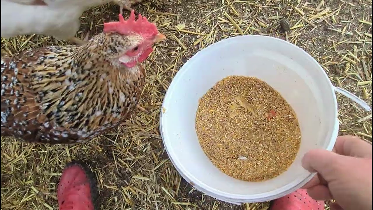 Кормлю кур, разнимаю драки.