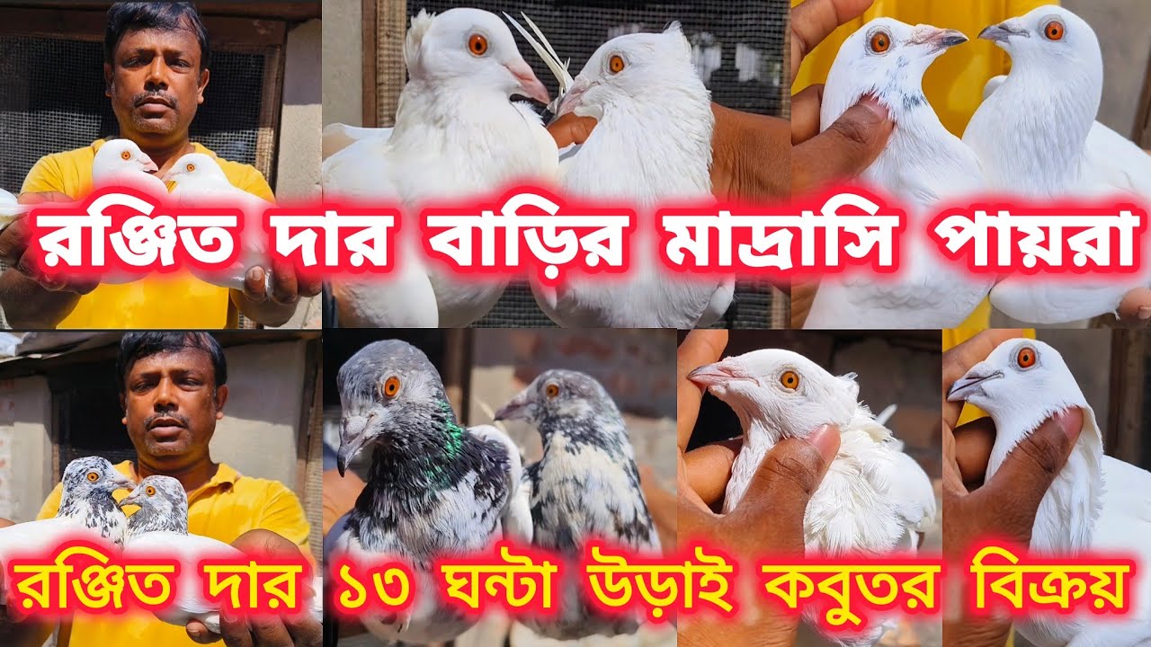 রঞ্জিত দার বাড়ির মাদ্রাসি কবুতর।টুর্নামেন্টে ডানকুনিতে কবুতর উড়ানে শীর্ষে।@pigeonsloverrj9600