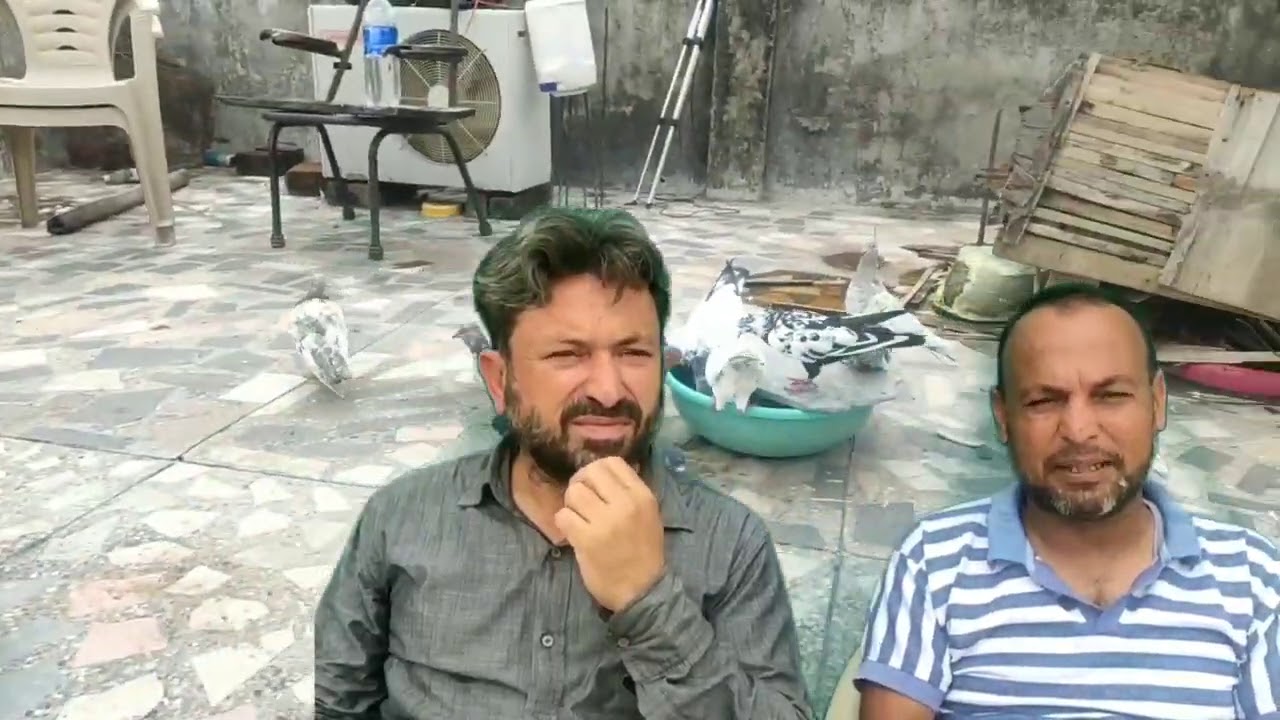 Nasal Kaise Banayen Kasni Kabutar Ki