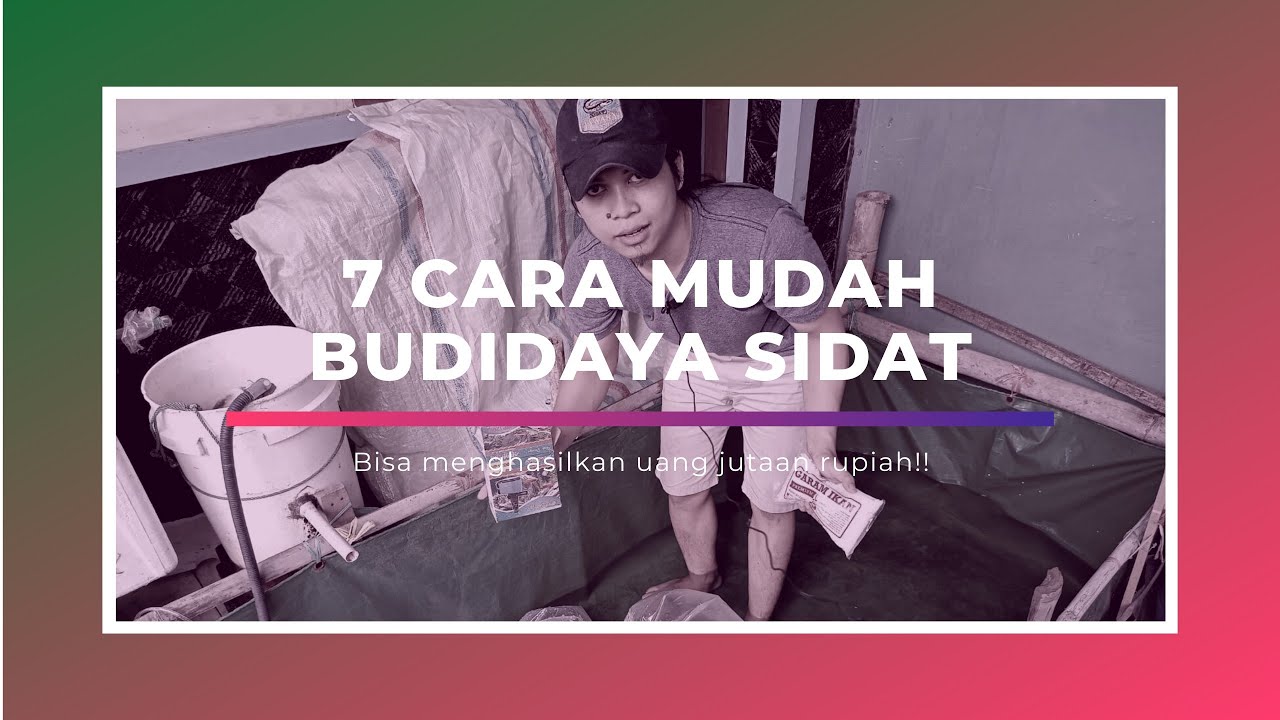 7 CARA MUDAH BUDIDAYA SIDAT HASILKAN JUTAAN RUPIAH !!!
