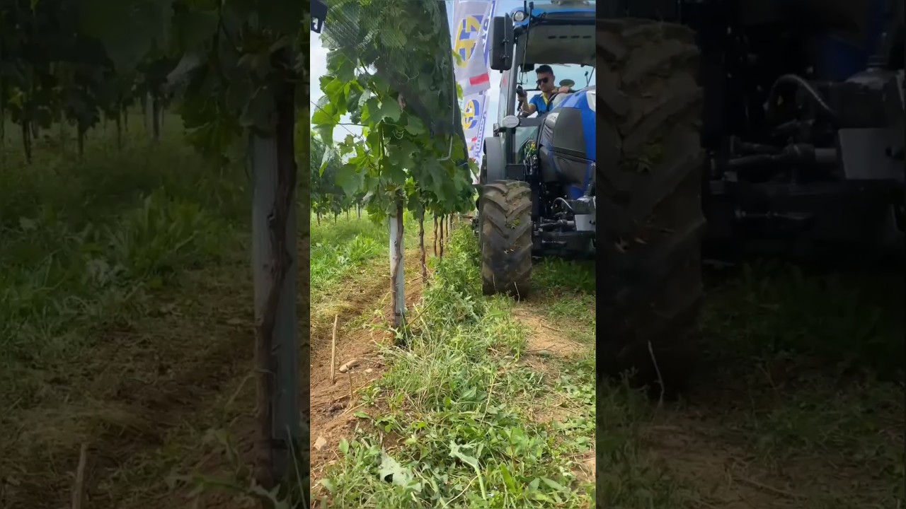 Mechanical Weeder For Weeds Between The Rows || Made By Arrizza Srl Italy || #shorts