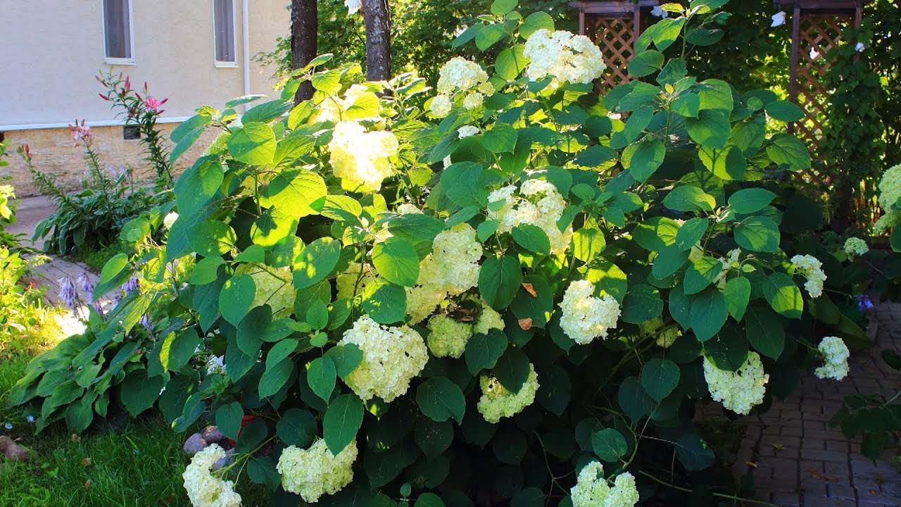 Viburnum – Family Plot