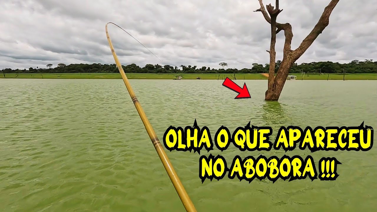 Ninguém Esperava Isso! Olha o Que Apareceu Nessa Pescaria Raiz no Abóbora 😱