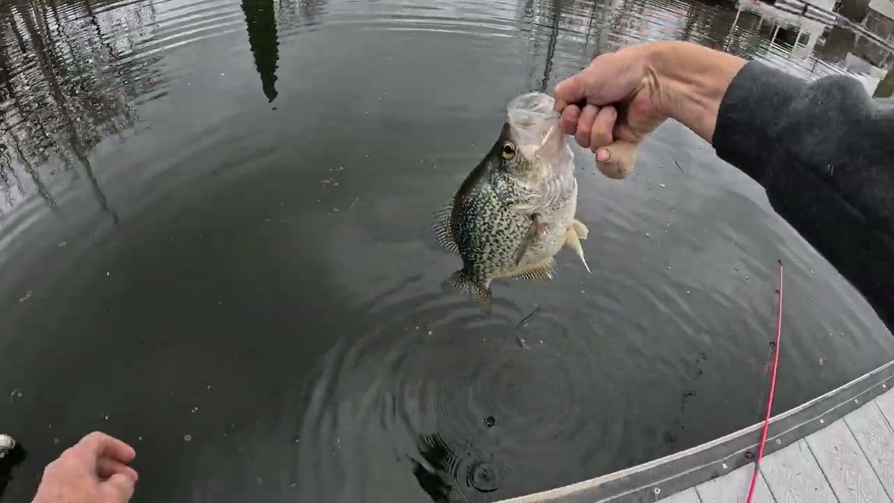 How Many Fish Can I catch in 15 minutes ClearLake, Lakeport California