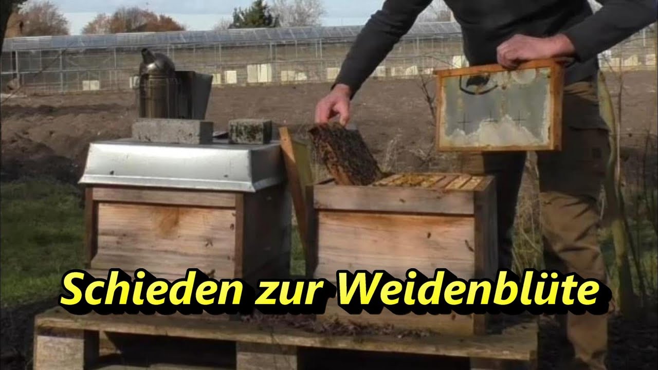 Schieden zur Weidenblüte