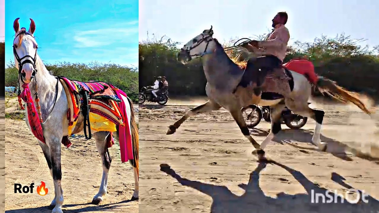 HORSE RIDING REWAL KING ROF 🔥