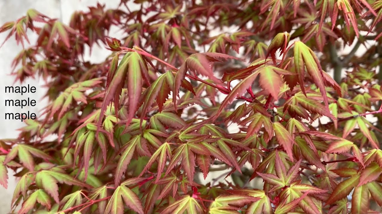 もみじ盆栽春の手入れ Spring care of maple bonsai