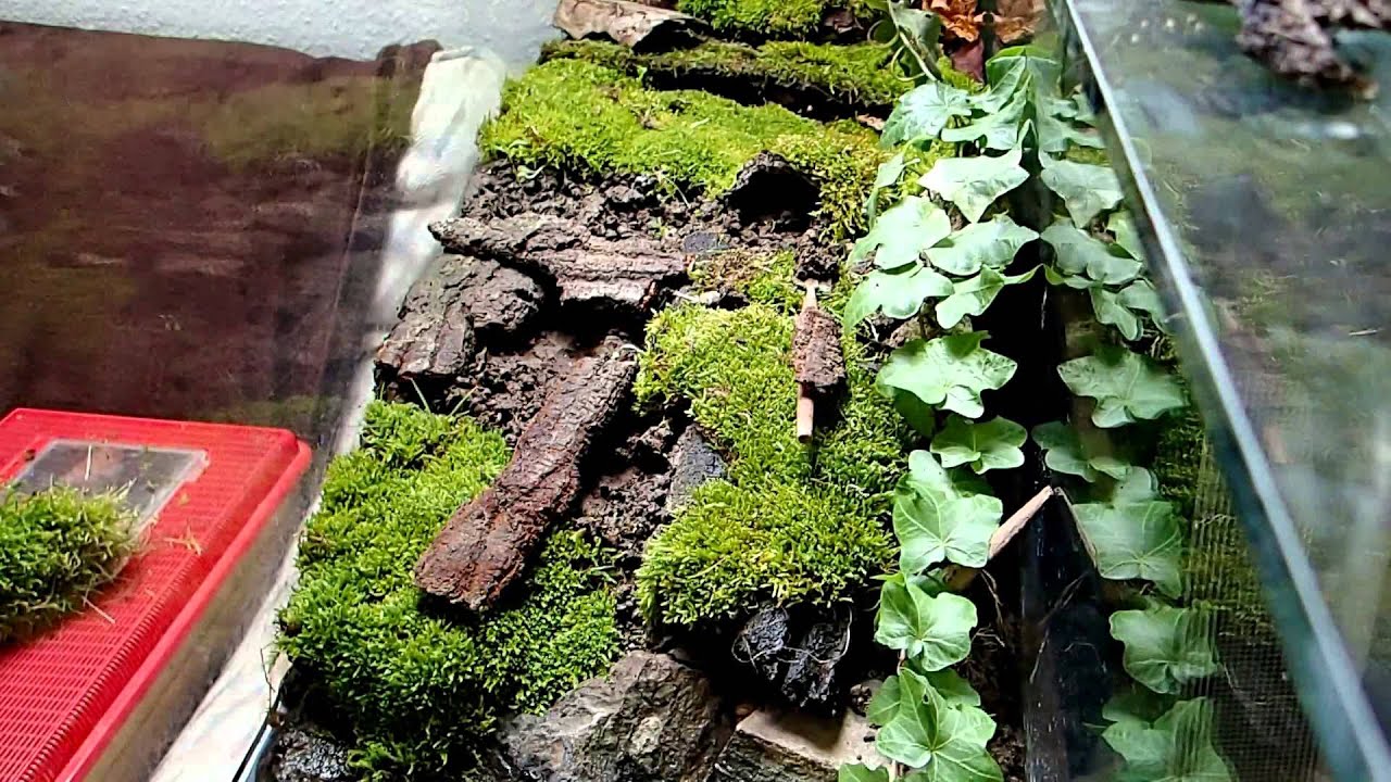 Terrarium Setup: Salamanders & other amphibians || Terrarienaufbau: Feuersalamander