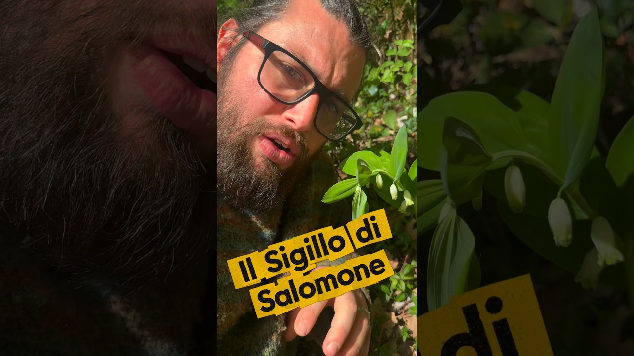 Storie, leggende e segnatura del Sigillo di Salomone (Polygonatum odoratum)