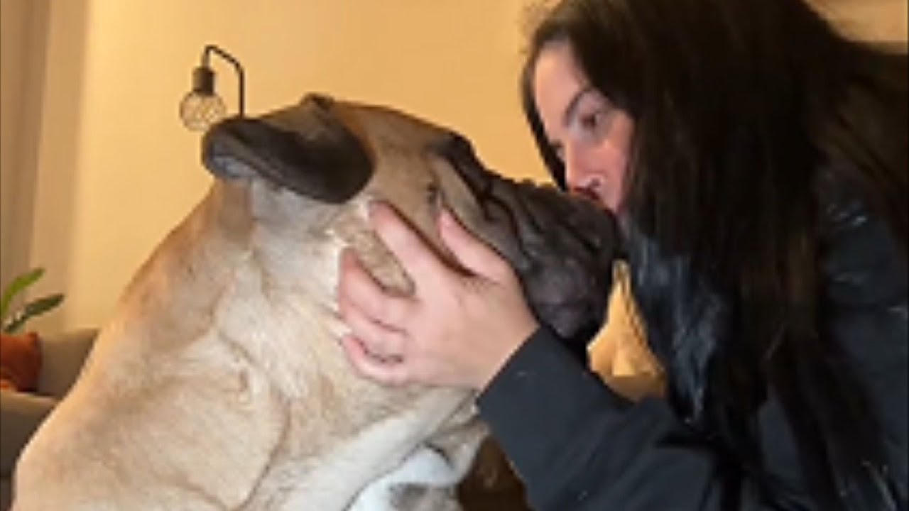 150-Pound Mastiff Thinks He's A Lap Dog And Won't Take No For An Answer