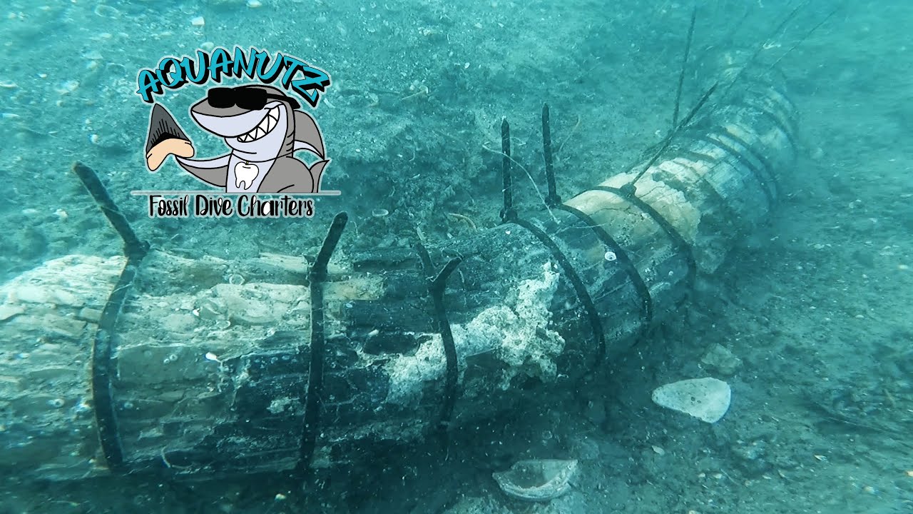 2 Mammoth Tusks Uncovered in the Gulf