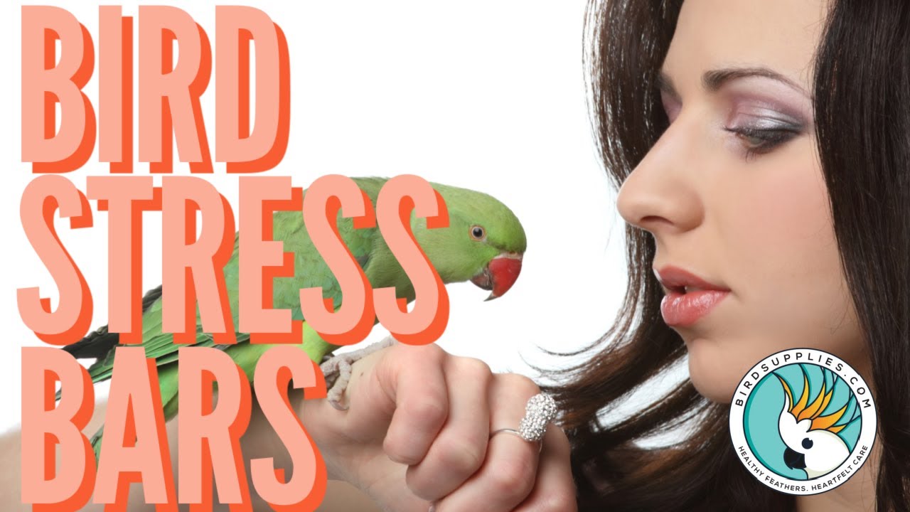 How To Help A Bird With Stress Bars