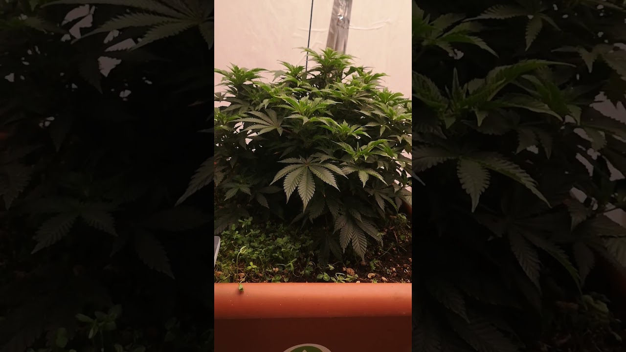 White Widow Week 4 Begins &ndash; You Won&rsquo;t Believe How Bushy They Got! 🌿🔥 #CannabisGrow