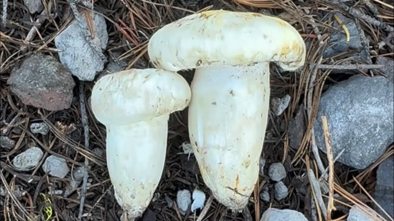 Camping and Foraging Mt. Shasta 
