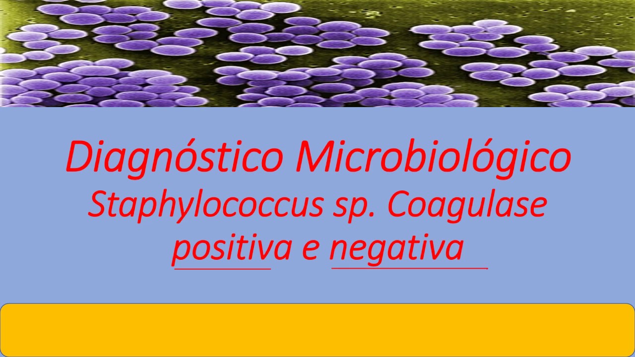 Microbiologia Médica: Diagnóstico - Staphylococcus coagulase positiva e negativa   Parte 3