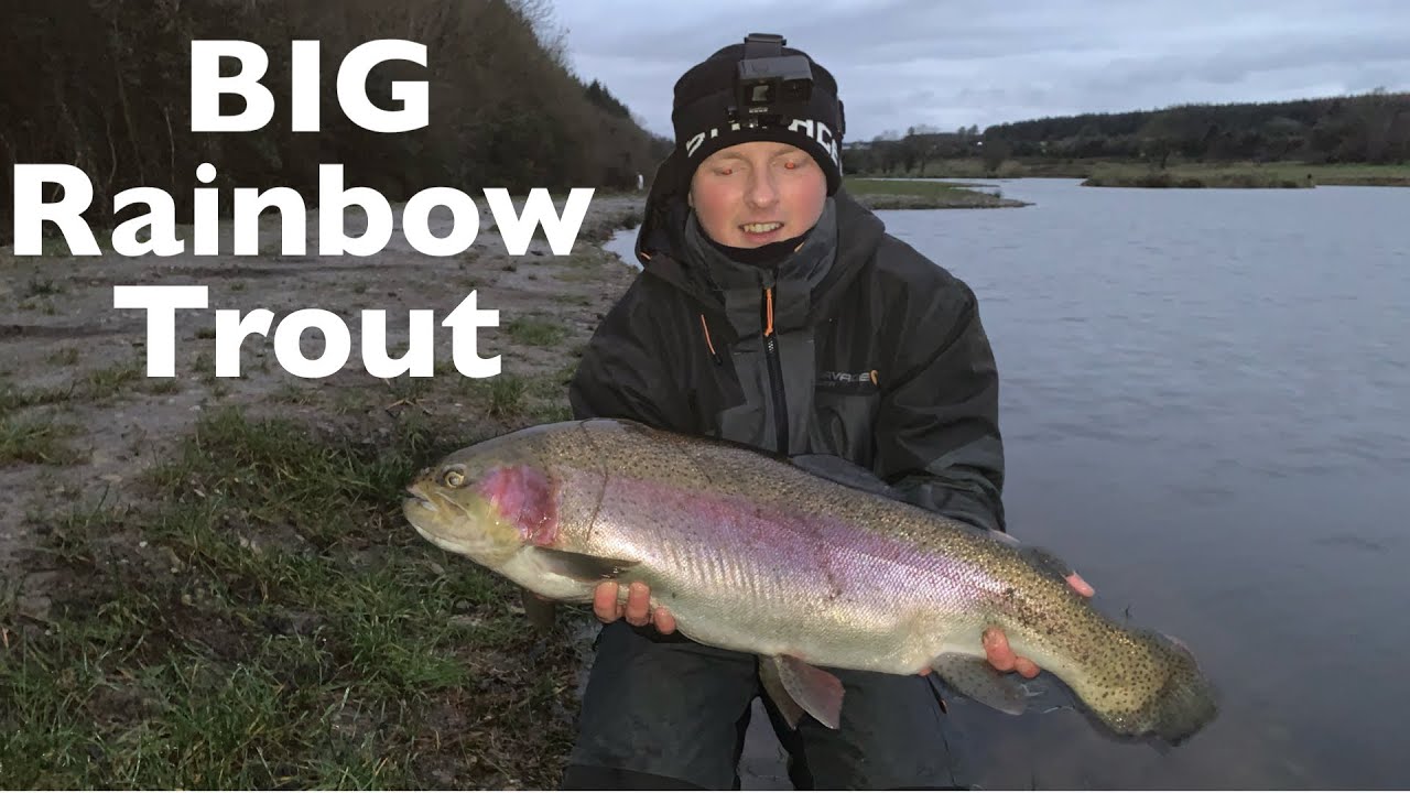 Laois angling centre Flyfishing for big rainbow trout in Ireland 👀🎣