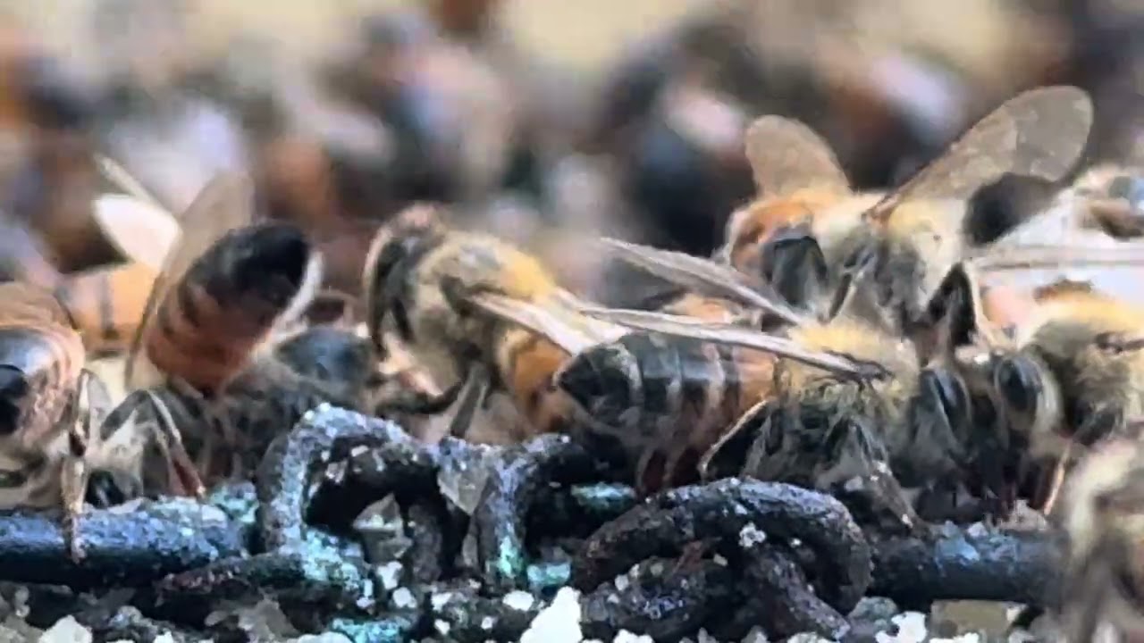 Beautiful Honeybee Frequency
