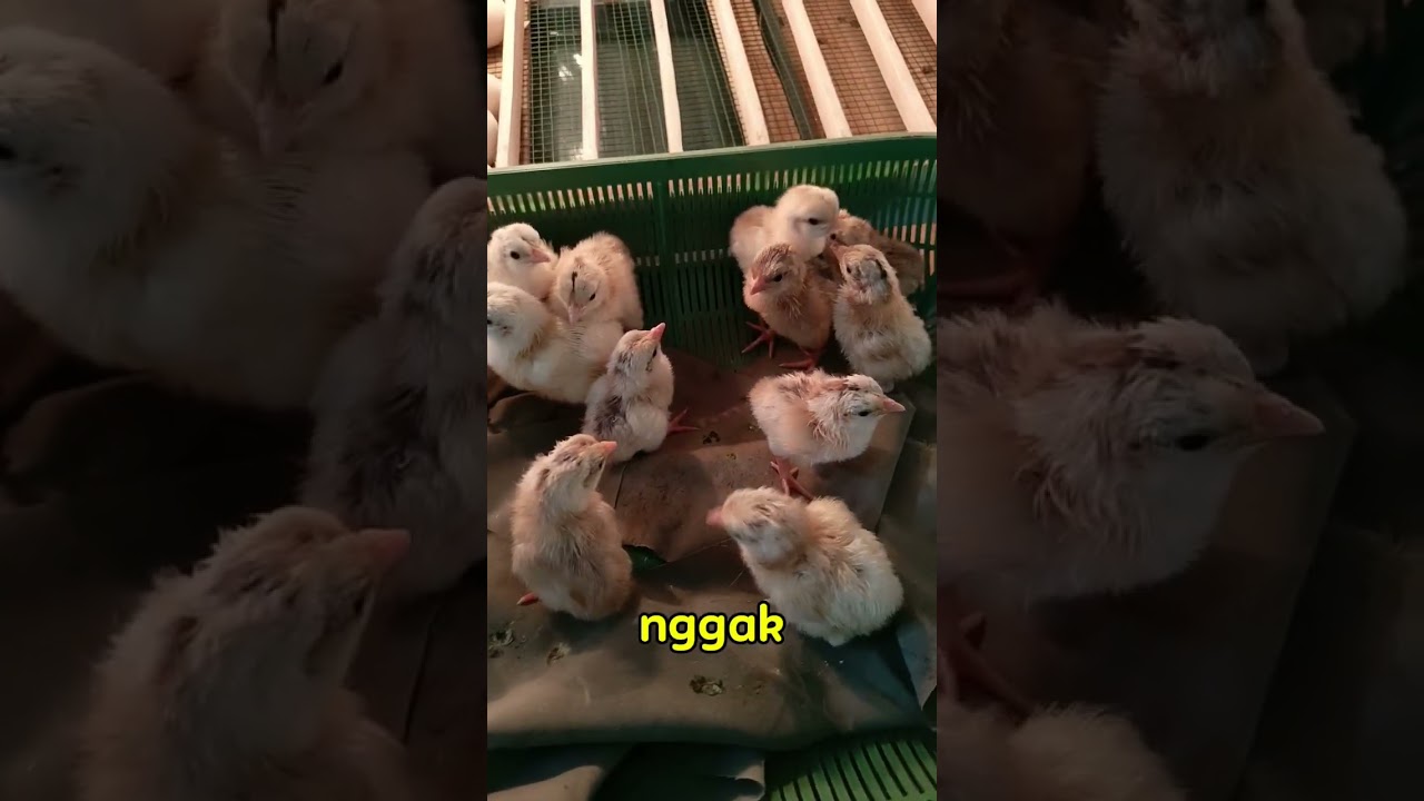 Ayam e Melu ngabuburit #short #ayampetelur