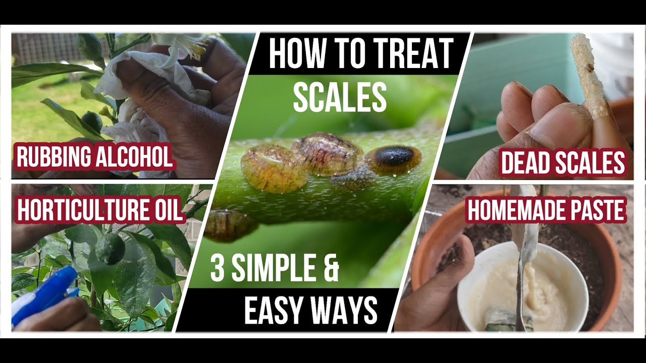 How to identify and get rid of scales from your plants | Know your bugs - Epsd 9