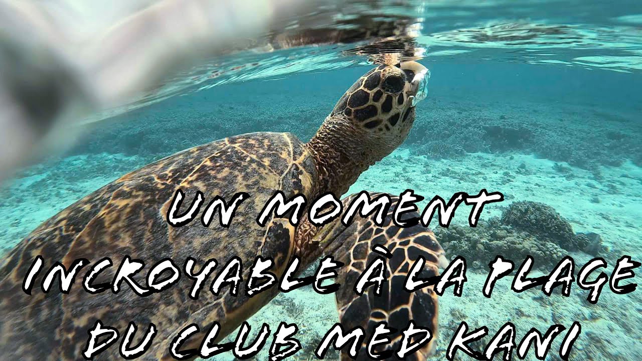 Baignade avec une tortue  au Club Med Kani