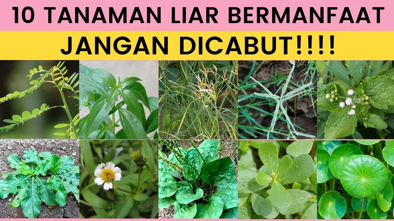 Banyak Khasiatnya !! Inilah 10 Tanaman Liar yang Bermanfaat bagi Kesehatan