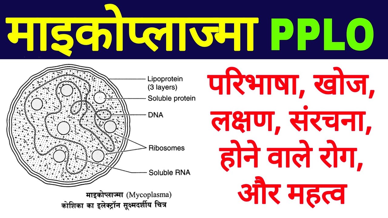 माइकोप्लाज्मा क्या है | माइकोप्लाज्मा के लक्षण, रोग, महत्व | mycoplasma in hindi | cell structure