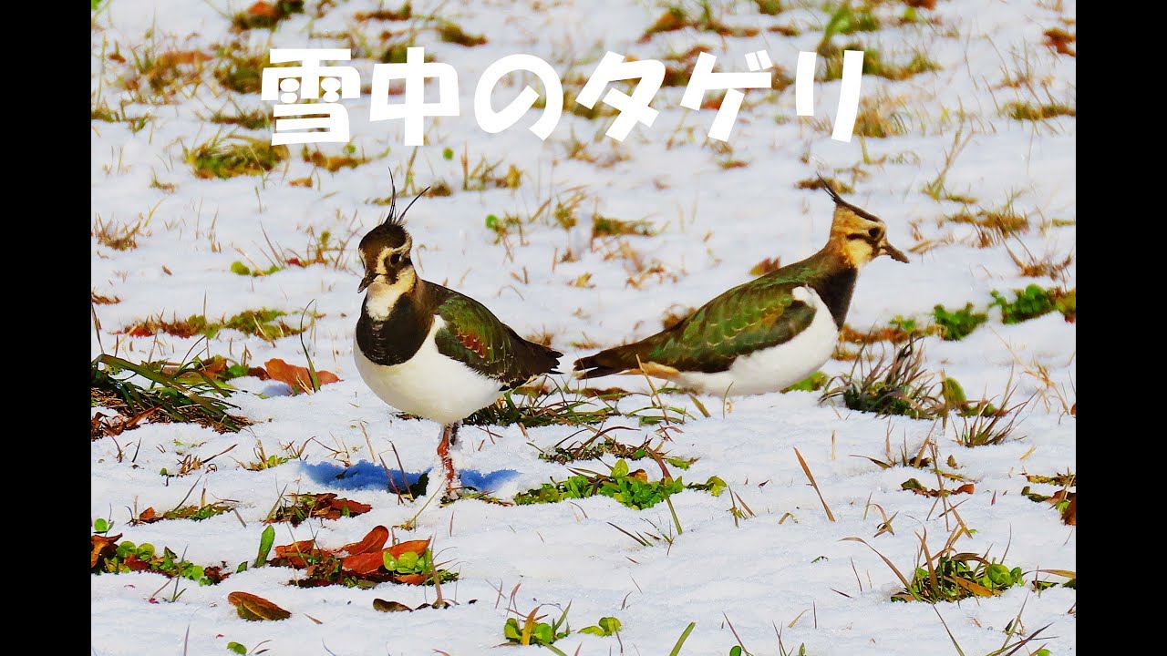 雪中のタゲリ