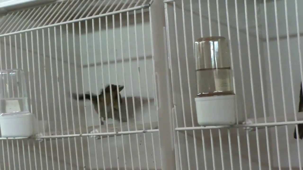 Luscinia megarhynchos-Nightingale- Nachtigall - Slavuj - odgoj 2011.m2ts