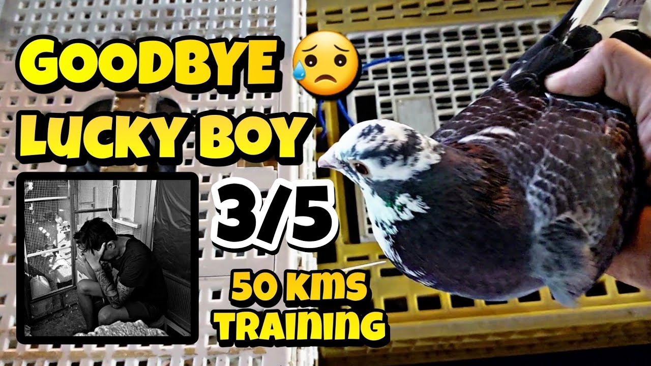 NAWALA NA SI LUCKY SA 50kms CLUB TRAINING .. PAALAM KAIBIGAN ,, TATLO LANG PAUWI NATIN..