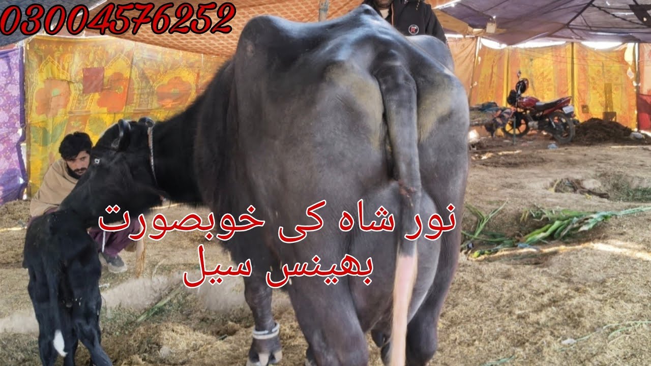 Noor Shah ki high milking buffalo sale Okara Animal Tv 03004576252/12/2/2026
