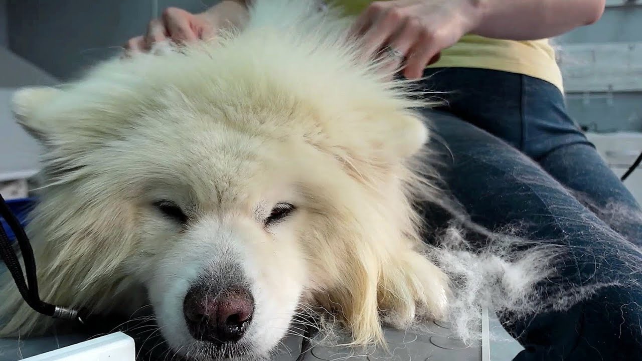 This is a Dog not a Polar Bear *AMAZING GROOMING SAMOYED*