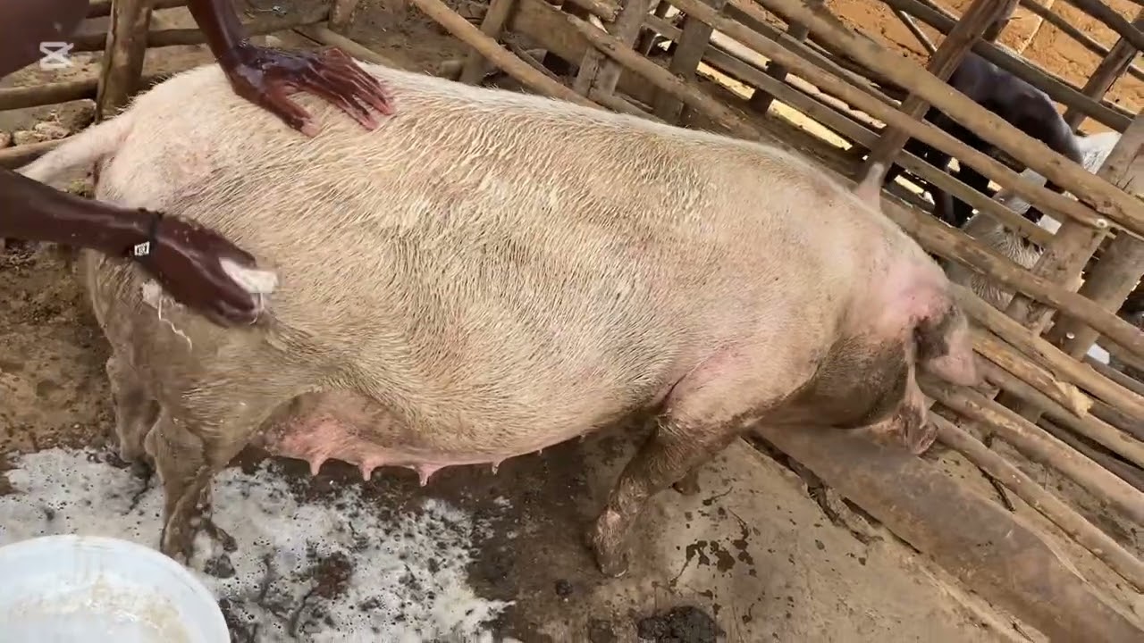 Uburyo bworoshye bwo kurinda indwara zitandukanye zikomoka kumwanda ingurube zawe 