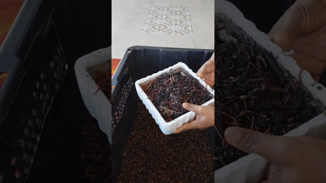 Worms compost 2