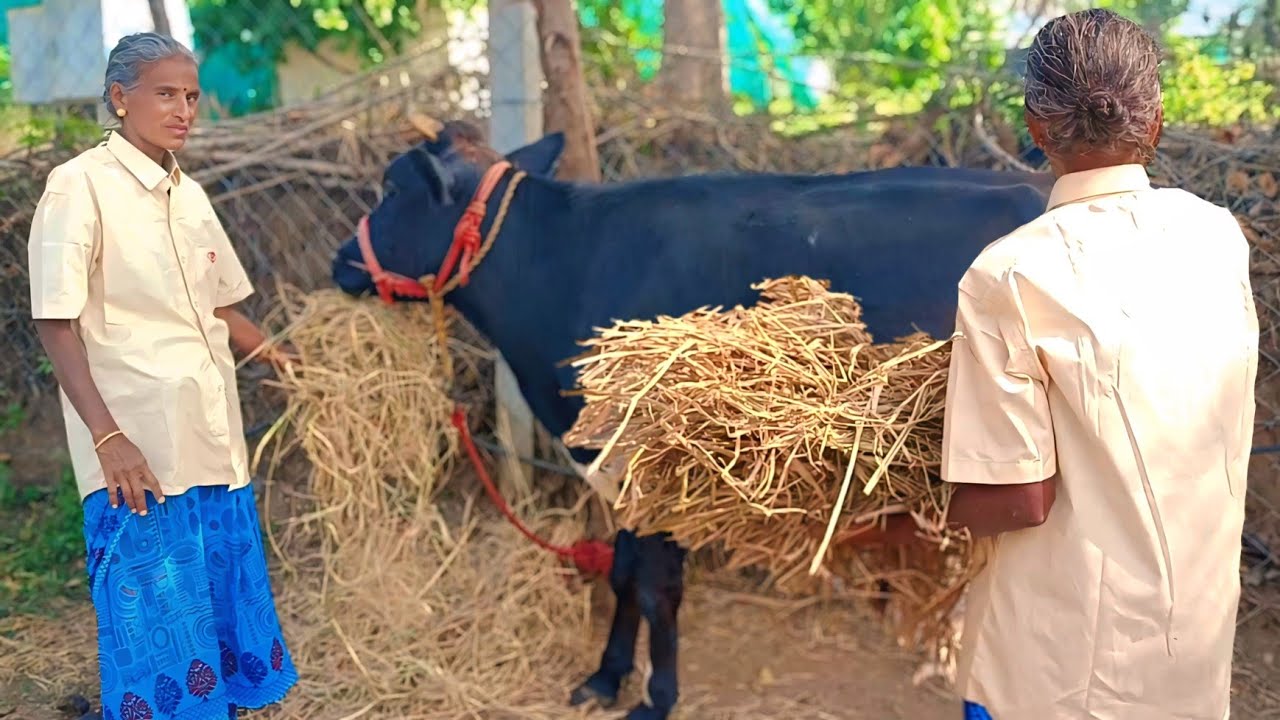 கன்று குட்டிகளை வாங்கி பசு மாடுகளாக வளர்த்து விற்பனை தொழில் செய்யும் அம்மா | Siva Arun Tv