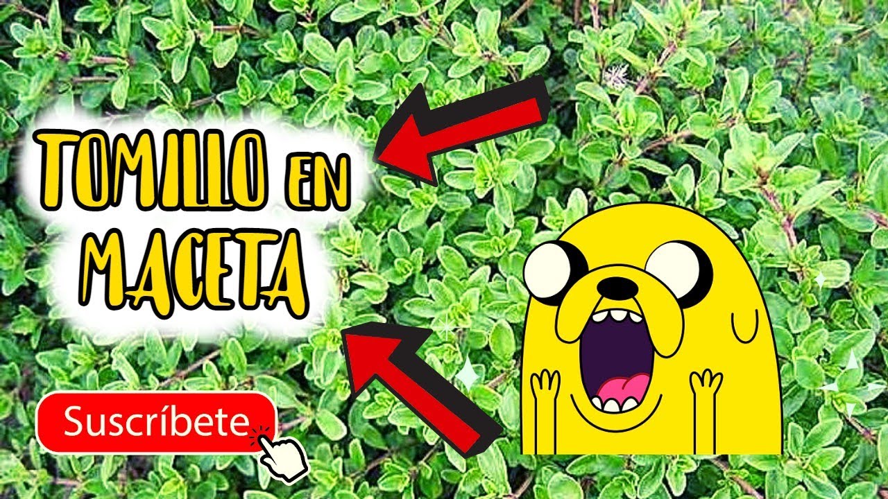 Cómo tener TOMILLO en MACETA | Cuidado y Reproducción del TOMILLO. 😁 | SUPER FÁCIL | Huerto en Casa